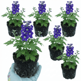 Set of 3 or 6 Delphinium Pacific Giants King Arthur Hardy Perennial Plants, Tall Cottage Garden Flowers, Outdoor Garden Ready, 1 Litre Root-Ball - Frankton's