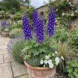 Set of 3 or 6 Delphinium Pacific Giants King Arthur Hardy Perennial Plants, Tall Cottage Garden Flowers, Outdoor Garden Ready, 1 Litre Root-Ball - Frankton's