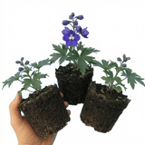 Set of 3 or 6 Delphinium Pacific Giants King Arthur Hardy Perennial Plants, Tall Cottage Garden Flowers, Outdoor Garden Ready, 1 Litre Root-Ball - Frankton's