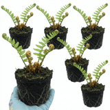 Set of 3 or 6 Dryopteris affinis Montana Male Fern Hardy Evergreen Perennial Plants, Shade Loving Garden Plant, 1L Root Ball - Frankton's