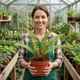 Set of 3 or 6 Dryopteris affinis Montana Male Fern Hardy Evergreen Perennial Plants, Shade Loving Garden Plant, 1L Root Ball - Frankton's