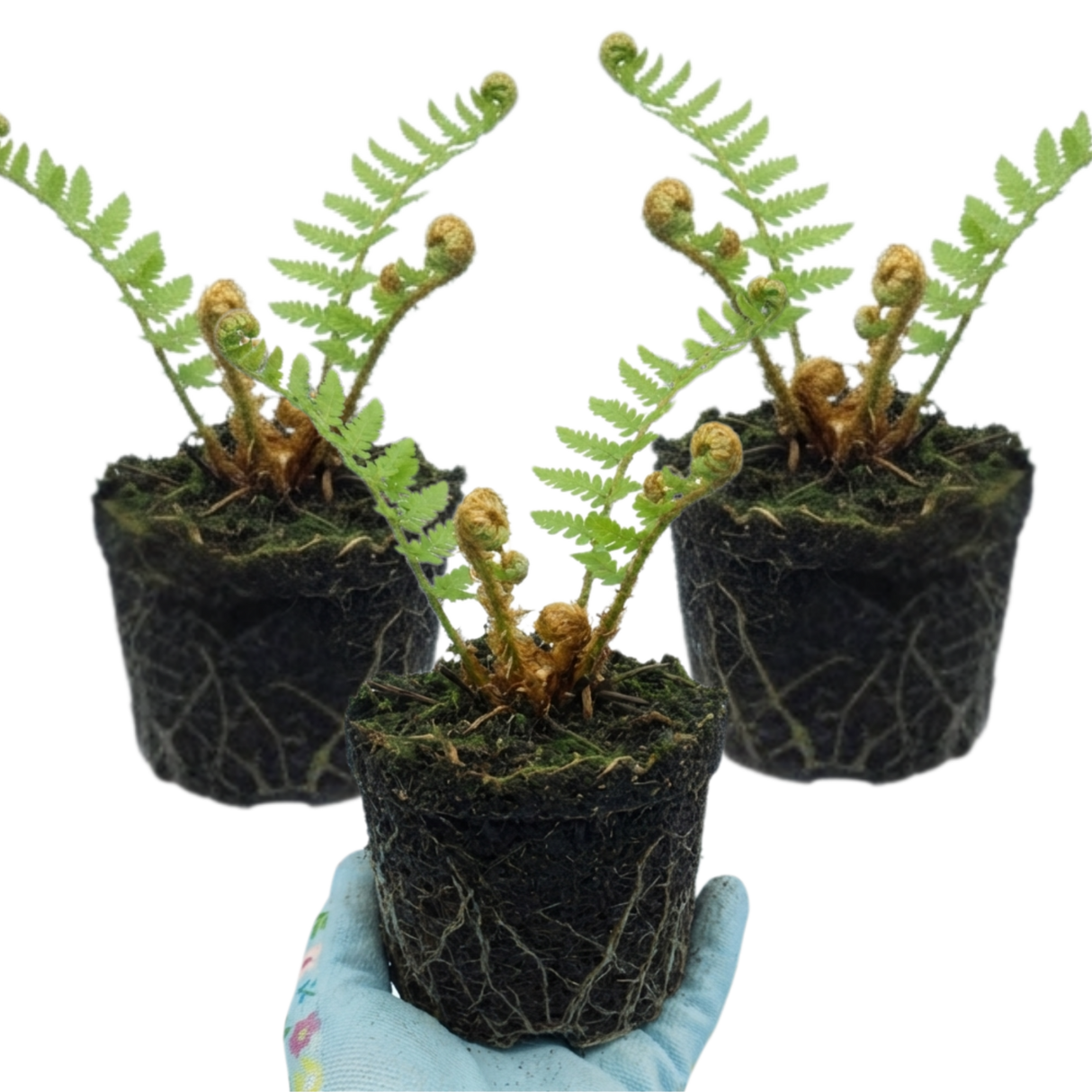 Set of 3 or 6 Dryopteris affinis Montana Male Fern Hardy Evergreen Perennial Plants, Shade Loving Garden Plant, 1L Root Ball - Frankton's