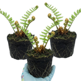 Set of 3 or 6 Dryopteris affinis Montana Male Fern Hardy Evergreen Perennial Plants, Shade Loving Garden Plant, 1L Root Ball - Frankton's