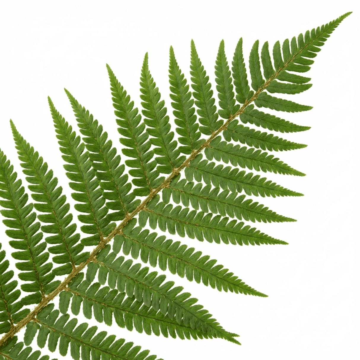 Set of 3 or 6 Dryopteris affinis Montana Male Fern Hardy Evergreen Perennial Plants, Shade Loving Garden Plant, 1L Root Ball - Frankton's