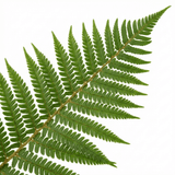 Set of 3 or 6 Dryopteris affinis Montana Male Fern Hardy Evergreen Perennial Plants, Shade Loving Garden Plant, 1L Root Ball - Frankton's