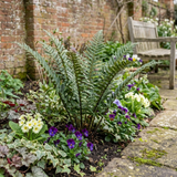 Set of 3 or 6 Dryopteris Atrata Wood Fern Plants, Hardy Evergreen Perennial Ferns for Shade, Outdoor Garden Ready, 1 Litre Root-Ball - Frankton's