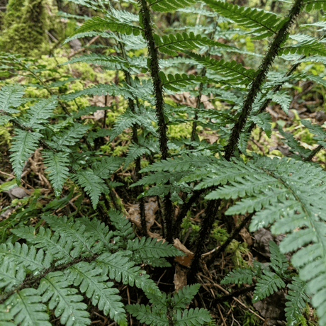 Set of 3 or 6 Dryopteris Atrata Wood Fern Plants, Hardy Evergreen Perennial Ferns for Shade, Outdoor Garden Ready, 1 Litre Root-Ball - Frankton's