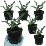 Set of 3 or 6 Dryopteris Atrata Wood Fern Plants, Hardy Evergreen Perennial Ferns for Shade, Outdoor Garden Ready, 1 Litre Root-Ball - Frankton's
