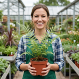 Set of 3 or 6 Dryopteris Linearis Polydactyla Male Fern Plants, Hardy Shade Loving Perennial Ferns, Garden Ready, 1 Litre Root-Ball - Frankton's