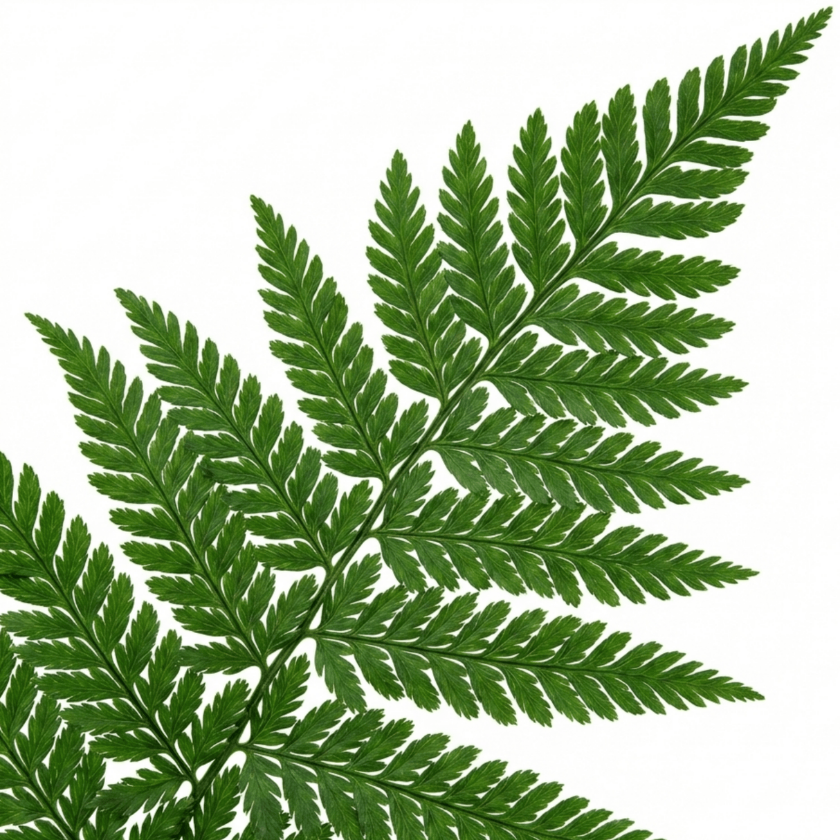 Set of 3 or 6 Dryopteris Linearis Polydactyla Male Fern Plants, Hardy Shade Loving Perennial Ferns, Garden Ready, 1 Litre Root-Ball - Frankton's