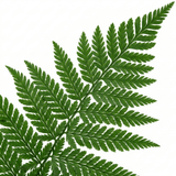 Set of 3 or 6 Dryopteris Linearis Polydactyla Male Fern Plants, Hardy Shade Loving Perennial Ferns, Garden Ready, 1 Litre Root-Ball - Frankton's