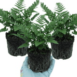 Set of 3 or 6 Dryopteris Linearis Polydactyla Male Fern Plants, Hardy Shade Loving Perennial Ferns, Garden Ready, 1 Litre Root-Ball - Frankton's