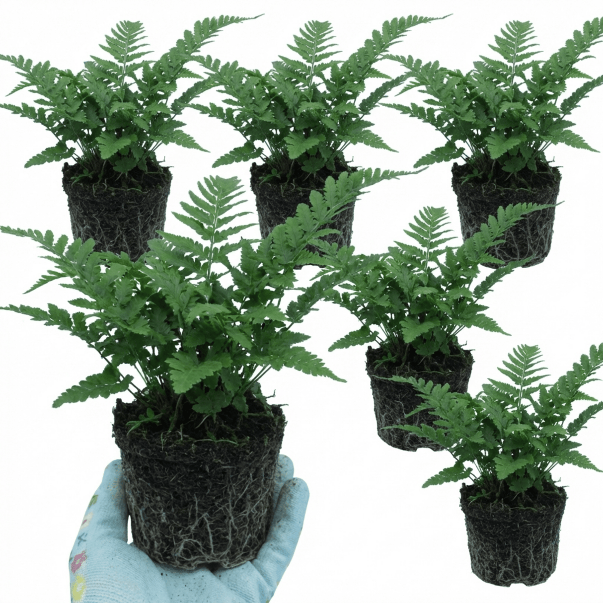 Set of 3 or 6 Dryopteris Linearis Polydactyla Male Fern Plants, Hardy Shade Loving Perennial Ferns, Garden Ready, 1 Litre Root-Ball - Frankton's