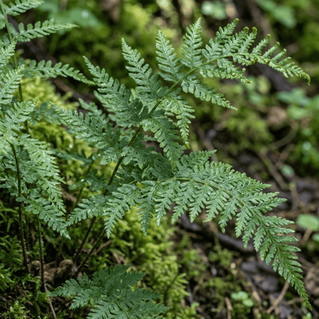 Set of 3 or 6 Dryopteris Linearis Polydactyla Male Fern Plants, Hardy Shade Loving Perennial Ferns, Garden Ready, 1 Litre Root-Ball - Frankton's