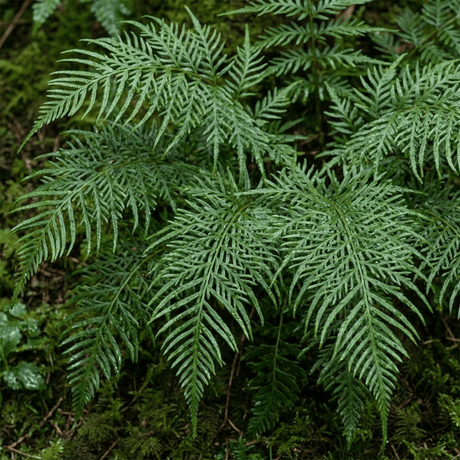 Set of 3 or 6 Dryopteris Linearis Polydactyla Male Fern Plants, Hardy Shade Loving Perennial Ferns, Garden Ready, 1 Litre Root-Ball - Frankton's