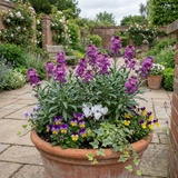 Set of 3 or 6 Erysimum Bowles Mauve Evergreen Hardy Perennial Wallflower Plants, Outdoor Garden Ready, 1 Litre / 11cm Root-Ball - Frankton's