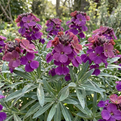 Set of 3 or 6 Erysimum Bowles Mauve Evergreen Hardy Perennial Wallflower Plants, Outdoor Garden Ready, 1 Litre / 11cm Root-Ball - Frankton's