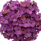 Set of 3 or 6 Erysimum Bowles Mauve Evergreen Hardy Perennial Wallflower Plants, Outdoor Garden Ready, 1 Litre / 11cm Root-Ball - Frankton's