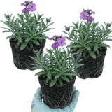 Set of 3 or 6 Erysimum Bowles Mauve Evergreen Hardy Perennial Wallflower Plants, Outdoor Garden Ready, 1 Litre / 11cm Root-Ball - Frankton's