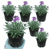 Set of 3 or 6 Erysimum Bowles Mauve Evergreen Hardy Perennial Wallflower Plants, Outdoor Garden Ready, 1 Litre / 11cm Root-Ball - Frankton's