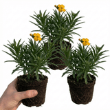 Set of 3 or 6 Erysimum Spring Feeling Hardy Perennial Wallflower Plants, Bee Friendly, Fragrant, Outdoor Garden Ready, 1 Litre / 11cm Root-Ball - Frankton's