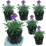 Set of 3 or 6 Erysimum Spring Feeling Hardy Perennial Wallflower Plants, Bee Friendly, Fragrant, Outdoor Garden Ready, 1 Litre / 11cm Root-Ball - Frankton's