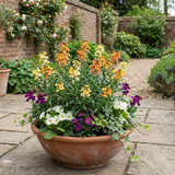 Set of 3 or 6 Erysimum Spring Feeling Hardy Perennial Wallflower Plants, Bee Friendly, Fragrant, Outdoor Garden Ready, 1 Litre / 11cm Root-Ball - Frankton's