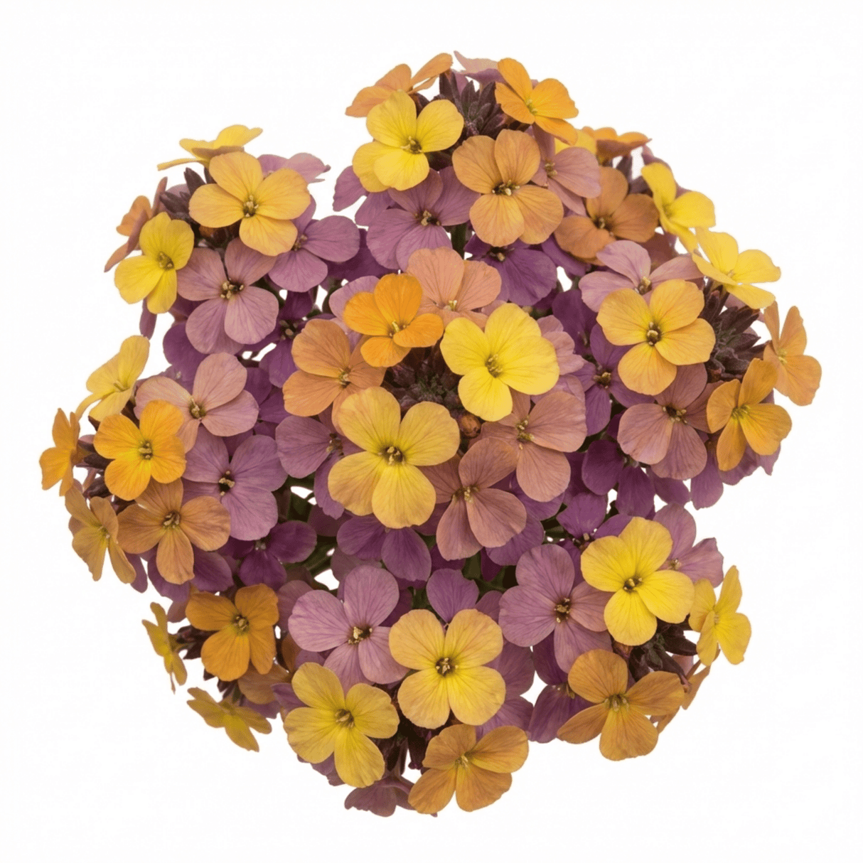 Set of 3 or 6 Erysimum Spring Feeling Hardy Perennial Wallflower Plants, Bee Friendly, Fragrant, Outdoor Garden Ready, 1 Litre / 11cm Root-Ball - Frankton's