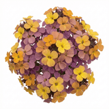 Set of 3 or 6 Erysimum Spring Feeling Hardy Perennial Wallflower Plants, Bee Friendly, Fragrant, Outdoor Garden Ready, 1 Litre / 11cm Root-Ball - Frankton's