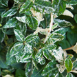 Set of 3 or 6 Euonymus Emerald Gaiety Variegated Hardy Evergreen Shrubs Outdoor Garden Ready Low Maintenance Ground Cover Plants 1 Litre Root Ball - Frankton's
