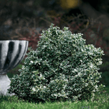 Set of 3 or 6 Euonymus Emerald Gaiety Variegated Hardy Evergreen Shrubs Outdoor Garden Ready Low Maintenance Ground Cover Plants 1 Litre Root Ball - Frankton's