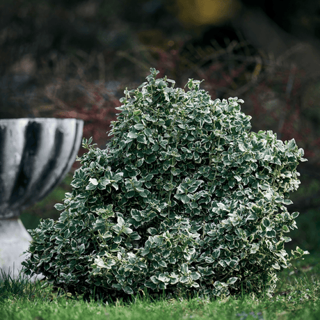 Set of 3 or 6 Euonymus Emerald Gaiety Variegated Hardy Evergreen Shrubs Outdoor Garden Ready Low Maintenance Ground Cover Plants 1 Litre Root Ball - Frankton's