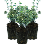 Set of 3 or 6 Euonymus Emerald Gaiety Variegated Hardy Evergreen Shrubs Outdoor Garden Ready Low Maintenance Ground Cover Plants 1 Litre Root Ball - Frankton's