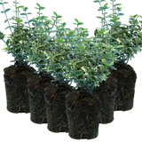 Set of 3 or 6 Euonymus Emerald Gaiety Variegated Hardy Evergreen Shrubs Outdoor Garden Ready Low Maintenance Ground Cover Plants 1 Litre Root Ball - Frankton's