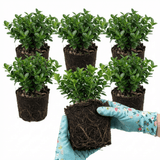 Set of 3 or 6 Euonymus Microphyllus Hardy Evergreen Shrub Plants, Japanese Spindle Hedge, Box Blight Alternative, Outdoor Garden Ready, 1 Litre Root-Ball - Frankton's