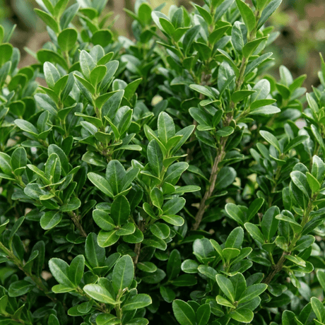 Set of 3 or 6 Euonymus Microphyllus Hardy Evergreen Shrub Plants, Japanese Spindle Hedge, Box Blight Alternative, Outdoor Garden Ready, 1 Litre Root-Ball - Frankton's