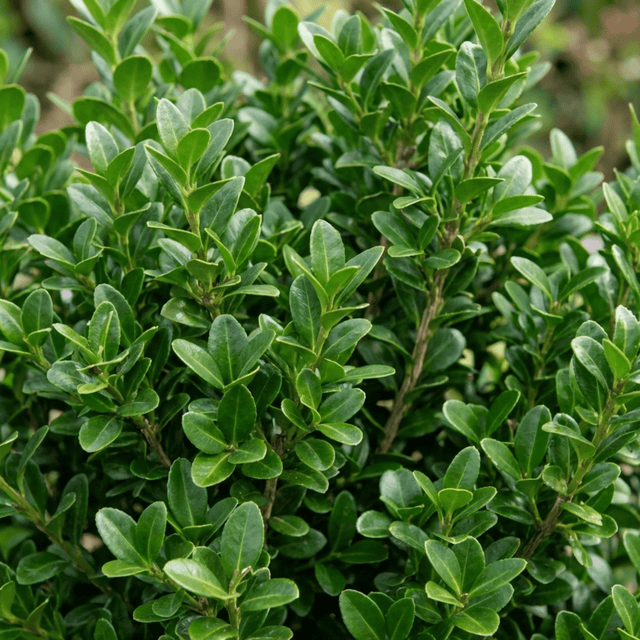 Set of 3 or 6 Euonymus Microphyllus Hardy Evergreen Shrub Plants, Japanese Spindle Hedge, Box Blight Alternative, Outdoor Garden Ready, 1 Litre Root-Ball - Frankton's