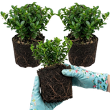 Set of 3 or 6 Euonymus Microphyllus Hardy Evergreen Shrub Plants, Japanese Spindle Hedge, Box Blight Alternative, Outdoor Garden Ready, 1 Litre Root-Ball - Frankton's