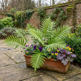 Set of 3 or 6 Evergreen Polypodium Vulgare Hardy Fern Plants for Shade Garden, Live Perennial, 11cm Root Ball - Frankton's