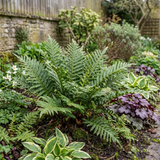 Set of 3 or 6 Evergreen Polypodium Vulgare Hardy Fern Plants for Shade Garden, Live Perennial, 11cm Root Ball - Frankton's