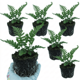 Set of 3 or 6 Evergreen Polypodium Vulgare Hardy Fern Plants for Shade Garden, Live Perennial, 11cm Root Ball - Frankton's