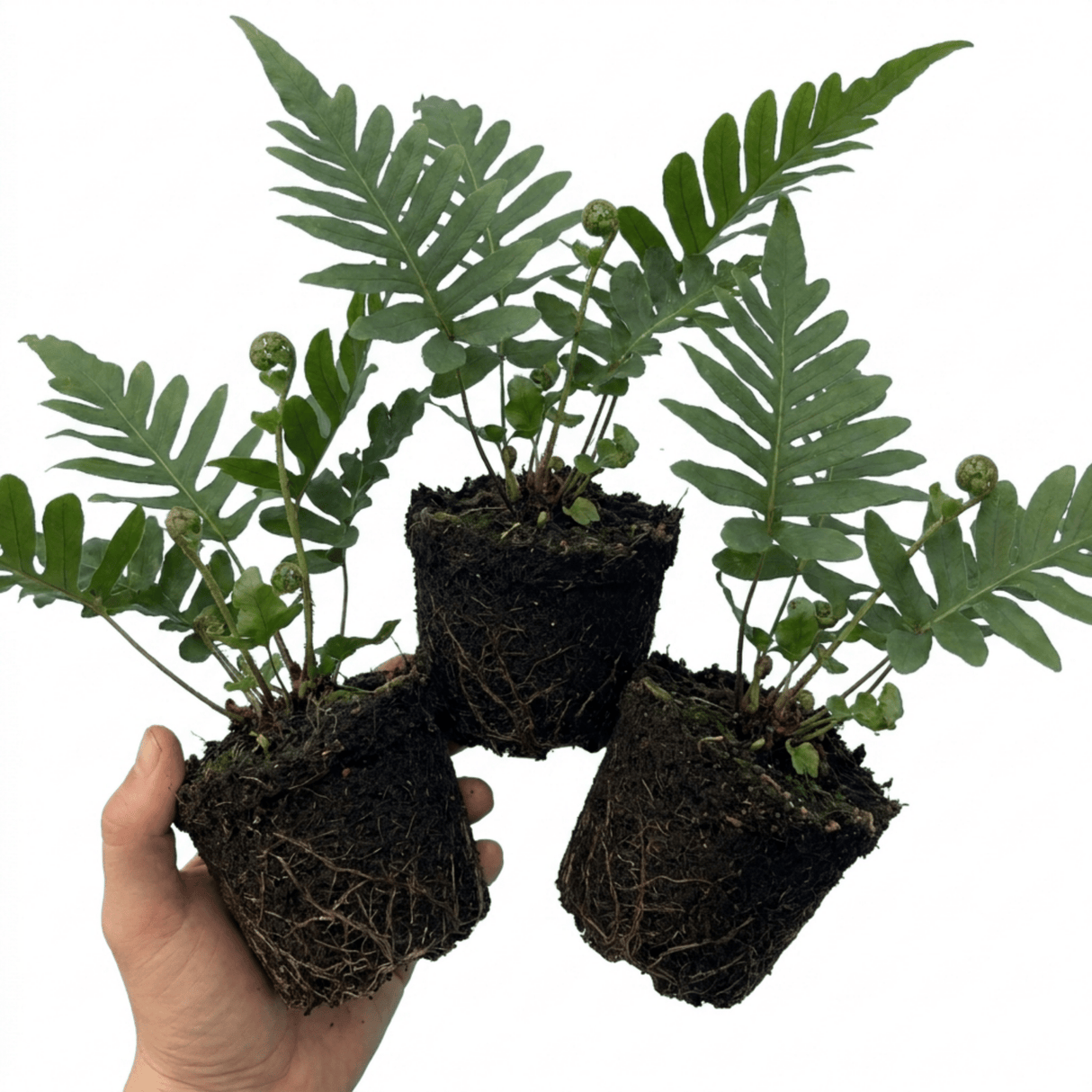 Set of 3 or 6 Evergreen Polypodium Vulgare Hardy Fern Plants for Shade Garden, Live Perennial, 11cm Root Ball - Frankton's