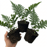 Set of 3 or 6 Evergreen Polypodium Vulgare Hardy Fern Plants for Shade Garden, Live Perennial, 11cm Root Ball - Frankton's