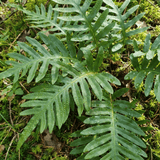 Set of 3 or 6 Evergreen Polypodium Vulgare Hardy Fern Plants for Shade Garden, Live Perennial, 11cm Root Ball - Frankton's