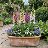 Set of 3 or 6 Foxglove Excelsior Hybrids Plants, Hardy Cottage Garden Perennial, Bee Friendly, 11cm Root-Ball - Frankton's
