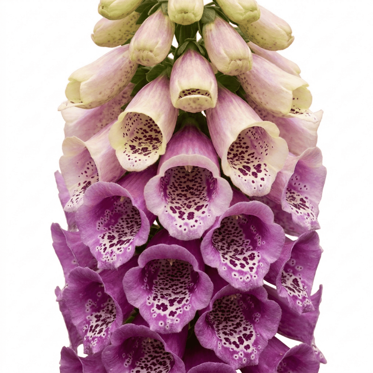 Set of 3 or 6 Foxglove Excelsior Hybrids Plants, Hardy Cottage Garden Perennial, Bee Friendly, 11cm Root-Ball - Frankton's