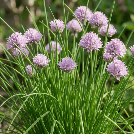 Set of 3 or 6 Fresh Chive Herb Plants, Hardy Perennial Live Herbs for Kitchen Garden, 1 Litre Root Ball - Frankton's