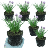 Set of 3 or 6 Fresh Chive Herb Plants, Hardy Perennial Live Herbs for Kitchen Garden, 1 Litre Root Ball - Frankton's