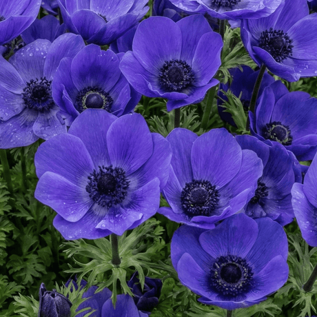 Set of 3 or 6 Garden Ready Plants – Anemone ‘Harmony Blue’, Ready to Plant in Your Garden - Frankton's