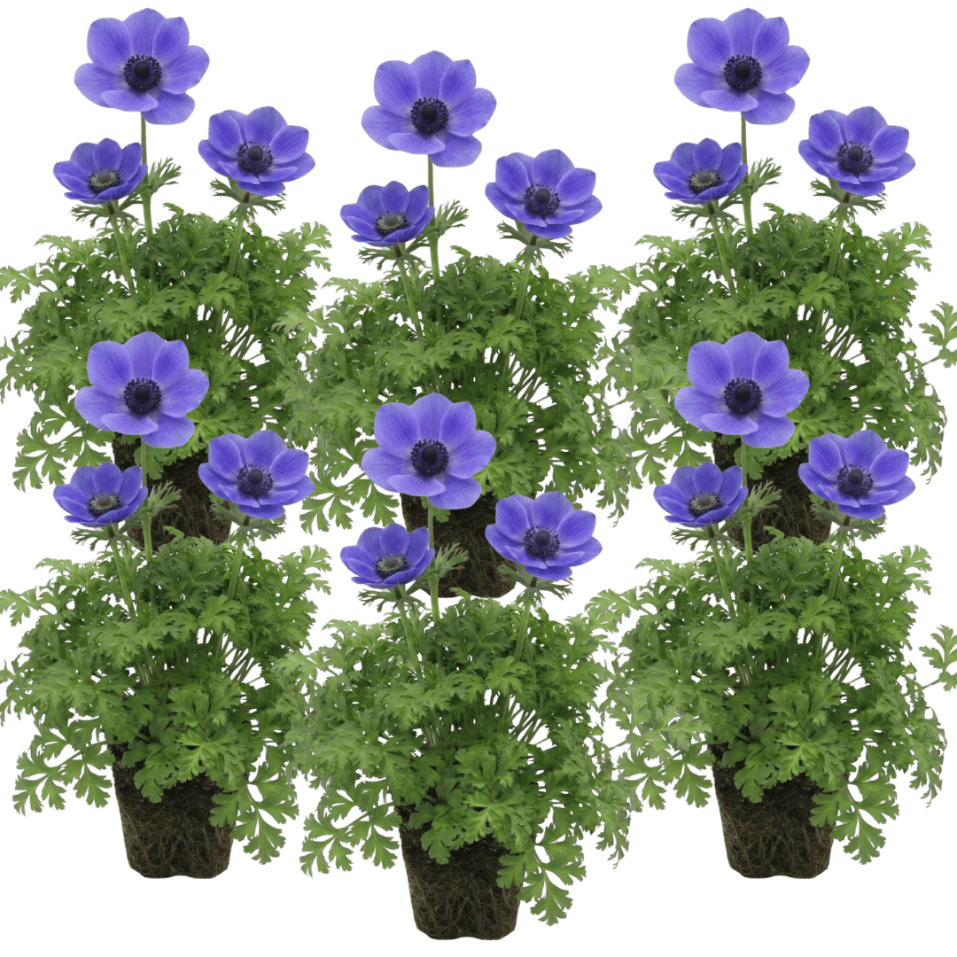 Set of 3 or 6 Garden Ready Plants – Anemone ‘Harmony Blue’, Ready to Plant in Your Garden - Frankton's